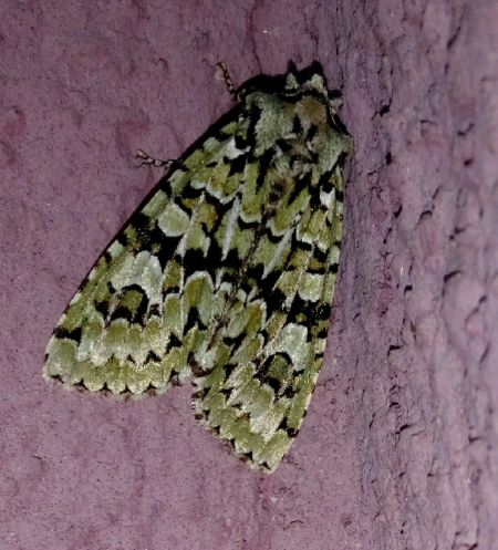 Griposia aprilina  - Thomas Lux