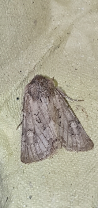 Luperina testacea  - Melchior Viallet