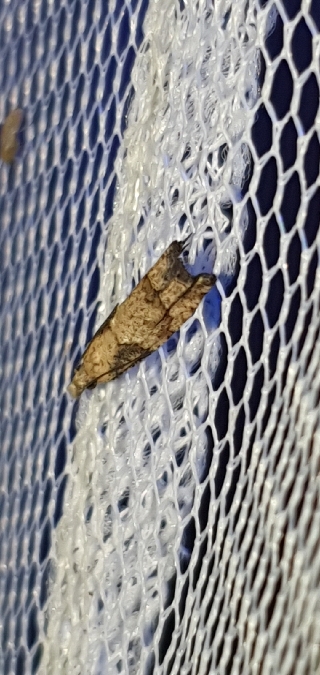 Acroclita subsequana  - Melchior Viallet