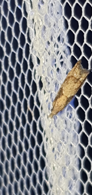 Acroclita subsequana  - Melchior Viallet