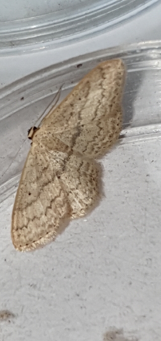 Scopula minorata  - Melchior Viallet