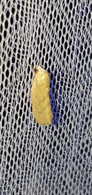 Earias insulana  - Melchior Viallet