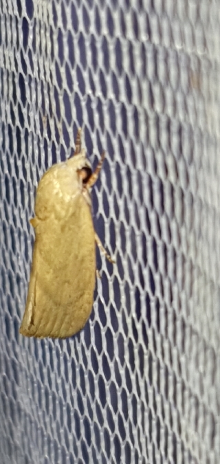 Earias insulana  - Melchior Viallet