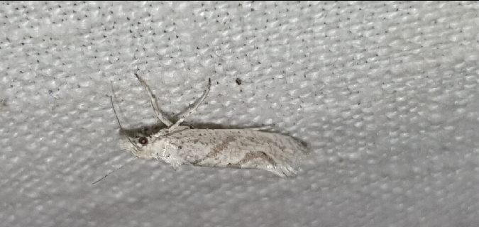 Ypsolopha persicella  - Melchior Viallet