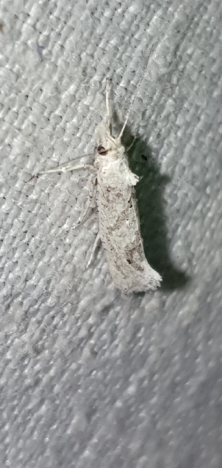 Ypsolopha persicella  - Melchior Viallet