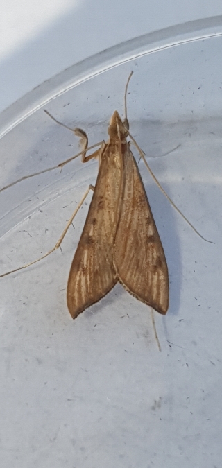 Antigastra catalaunalis  - Melchior Viallet
