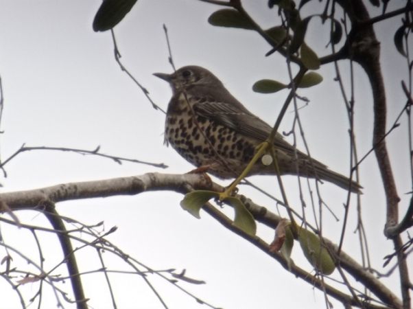 Misteldrossel  - Katarzyna Kąciak