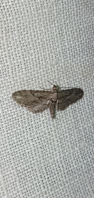 Eupithecia oxycedrata  - Melchior Viallet