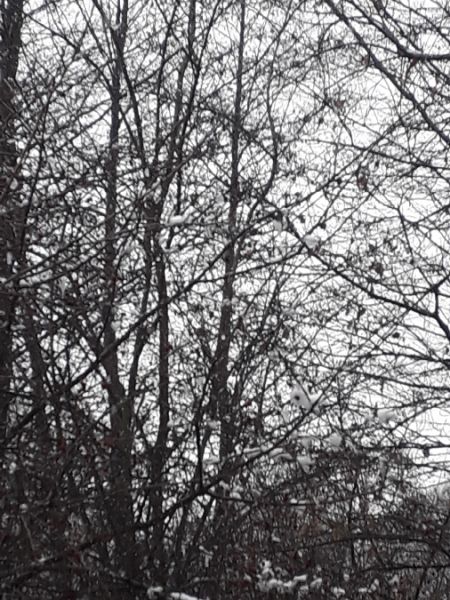 Amsel  - Karol Łanocha