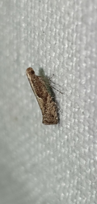 Acrolepiopsis vesperella  - Melchior Viallet