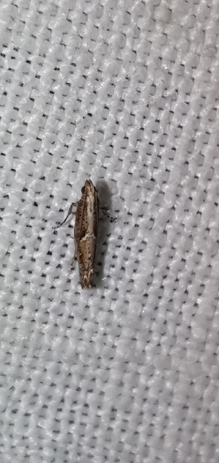 Acrolepiopsis vesperella  - Melchior Viallet