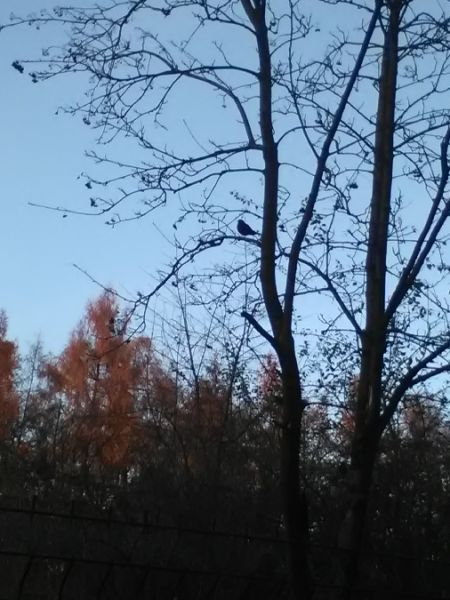 kos  - Karol Łanocha