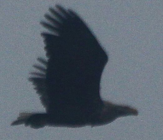 Seeadler  - Adam Olszewski