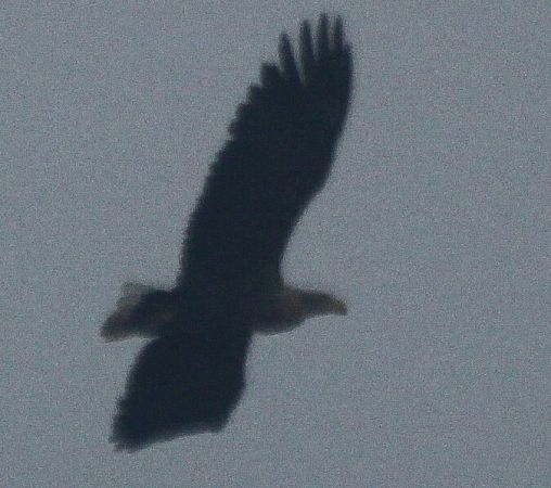 Seeadler  - Adam Olszewski