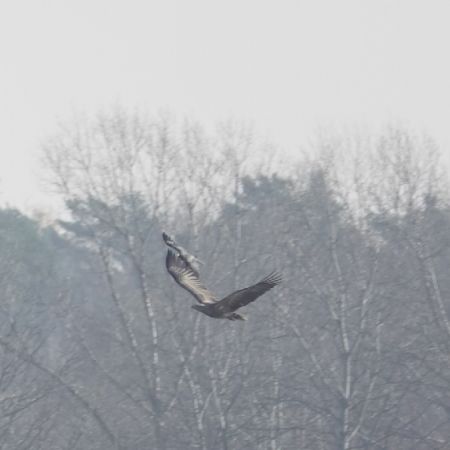 Pygargue à queue blanche  - Monika Żochowska