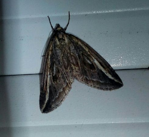 Chesias legatella  - Thomas Lux