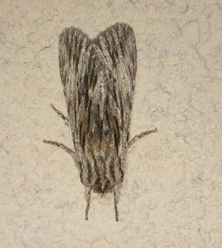 Asteroscopus sphinx  - Thomas Lux