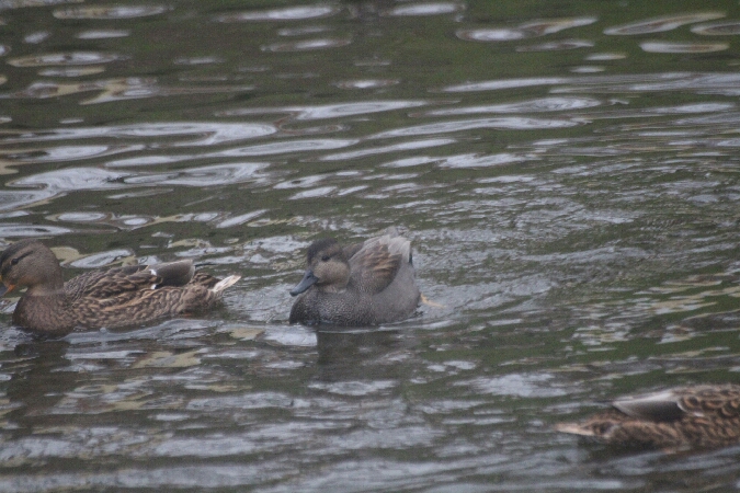 krakwa  - Adam Olszewski