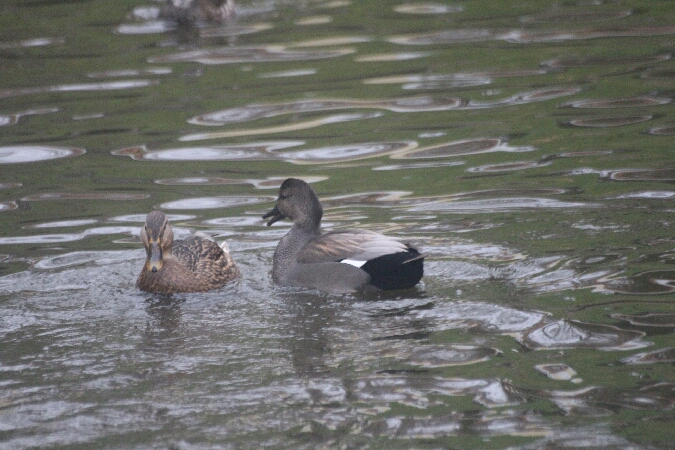 Canard chipeau  - Adam Olszewski