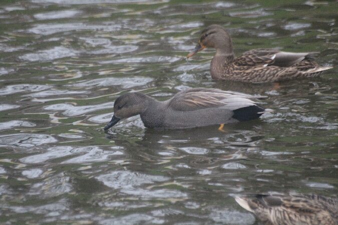 Canard chipeau  - Adam Olszewski