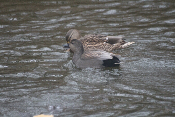 krakwa  - Adam Olszewski