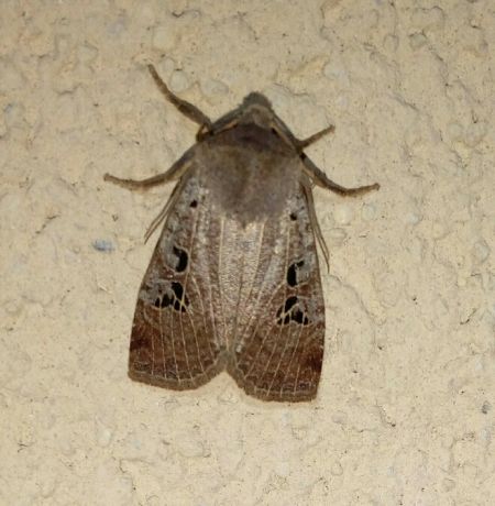 Conistra rubiginosa  - Thomas Lux