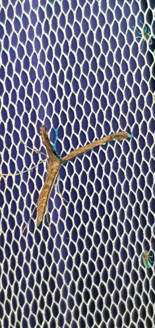 Agdistis manicata  - Melchior Viallet
