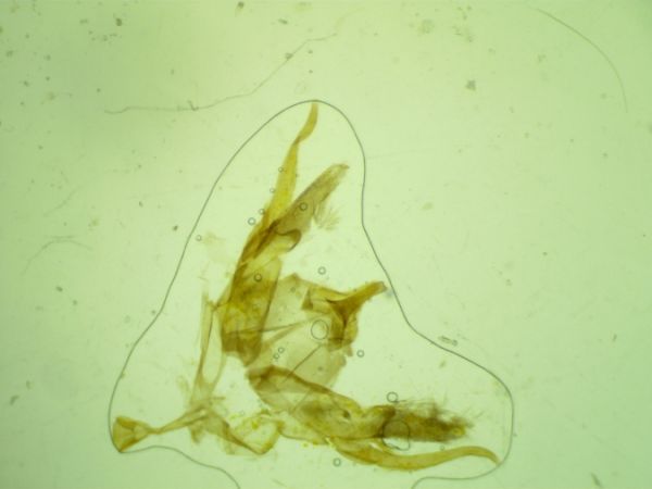 Agdistis manicata  - Melchior Viallet