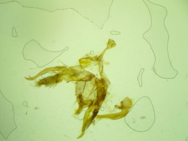 Agdistis manicata  - Melchior Viallet