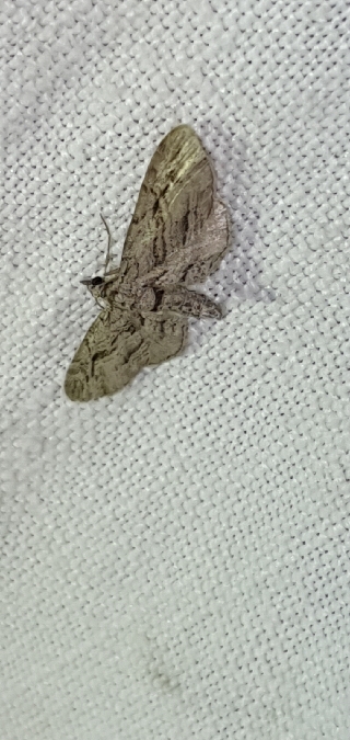 Eupithecia phoeniceata  - Melchior Viallet