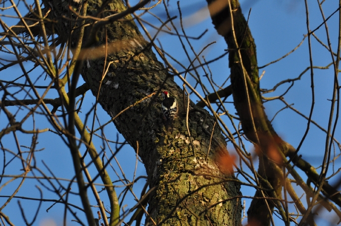 Mittelspecht  - Milena Padysz