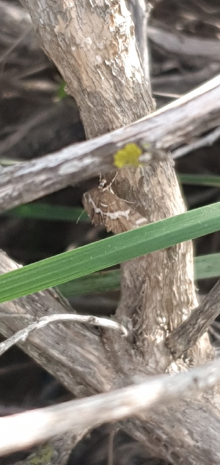 Spoladea recurvalis  - Melchior Viallet