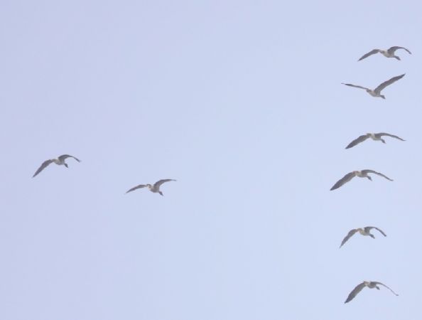 gęgawa  - Monika Żochowska