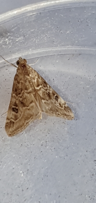 Hellula undalis  - Melchior Viallet