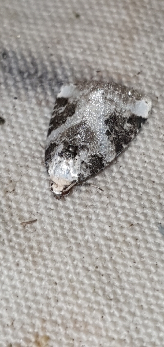 Pseudeustrotia candidula  - Melchior Viallet