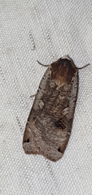 Hibou  - Melchior Viallet