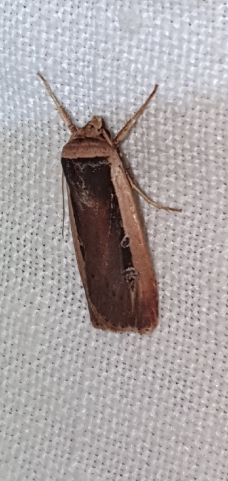 Ochropleura leucogaster  - Melchior Viallet