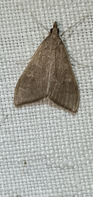 Mecyna asinalis  - Melchior Viallet