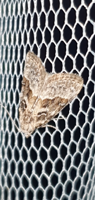 Nola squalida  - Melchior Viallet