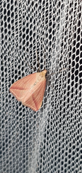 Rhodometra sacraria  - Melchior Viallet