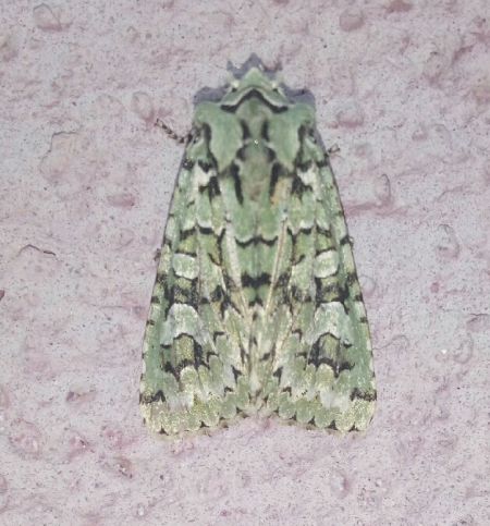 Griposia aprilina  - Thomas Lux