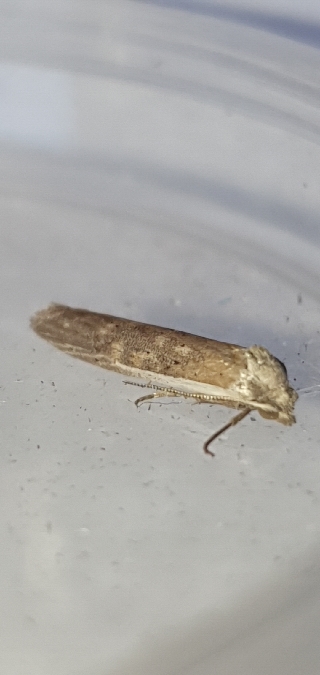 Oxypteron schawerdai  - Melchior Viallet