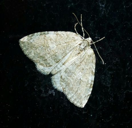 Epirrita sp.  - Thomas Lux