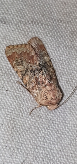 Polymixis argillaceago  - Melchior Viallet
