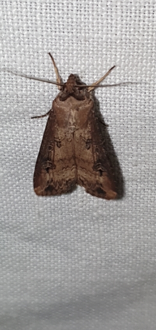 Noctuelle baignée  - Melchior Viallet