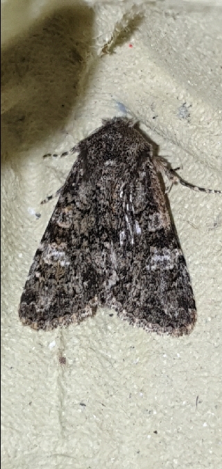 Polymixis lichenea  - Melchior Viallet