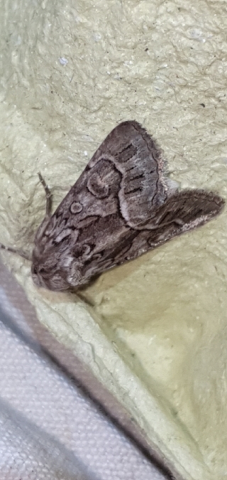 Noctuelle cythérée  - Melchior Viallet