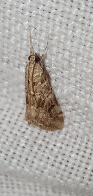 Hellula undalis  - Melchior Viallet