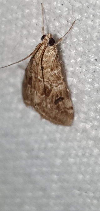 Hellula undalis  - Melchior Viallet