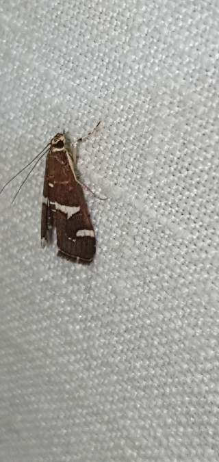 Spoladea recurvalis  - Melchior Viallet